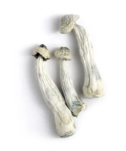 Magic Mushrooms Ottawa