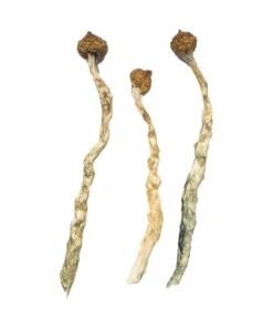 Arenal Volcano Mushroom