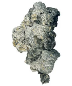 Buy Enigma magic mushroom