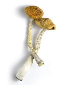 Buy Golden Emperor Mushroom