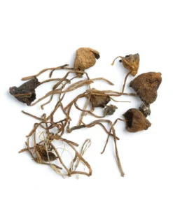 Buy Liberty Cap Mushroom