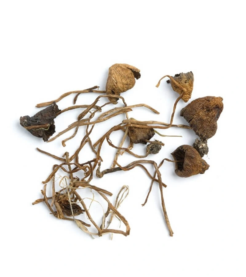 Buy Liberty Cap Mushroom