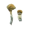Mazatapec Magic Mushroom