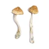 McKennaii Magic Mushroom
