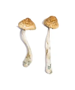 McKennaii Magic Mushroom
