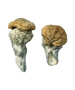 Mystery Fatass Magic Mushroom