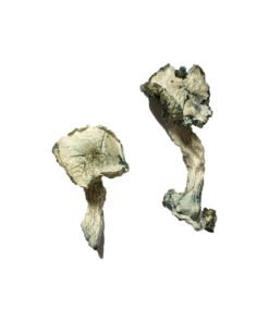 albino cambodian mushroom