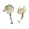 albino louisiana magic mushrooms
