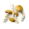buy african transkei mushrooms