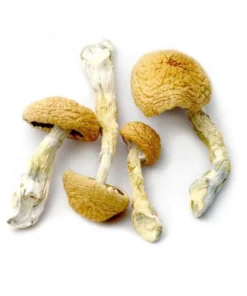 buy african transkei mushrooms