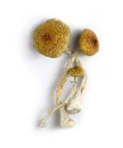 huaulta mushroom