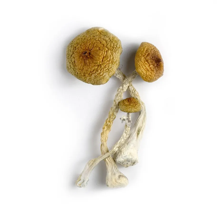 huaulta mushroom
