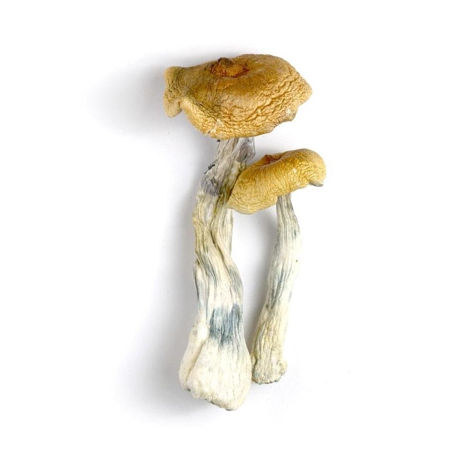 pes hawaiian mushrooms